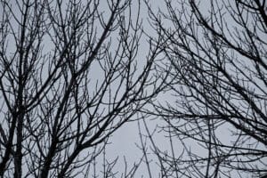 Chuck Pedro Silhouette