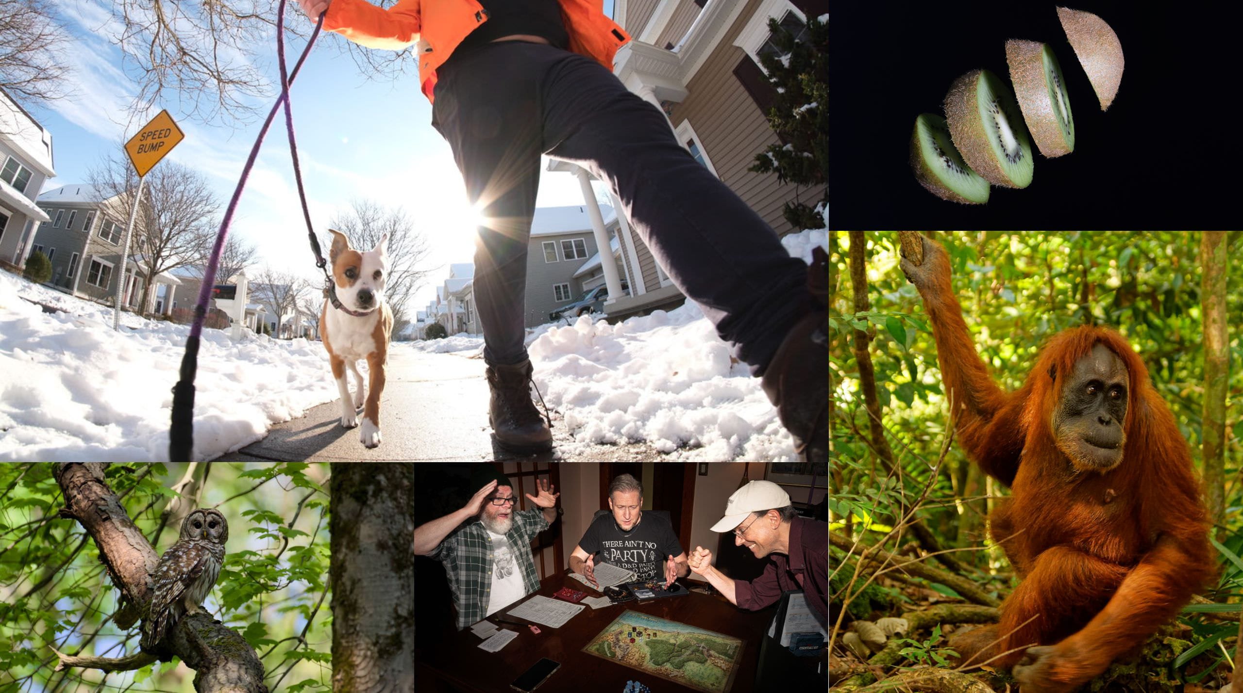 December: Animals / Photostory