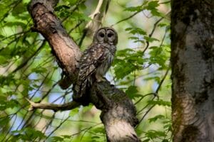 Gabriel Legaland Animals